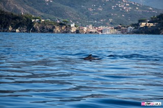 delfini-dolphin-italian-riviera-sestri-levante