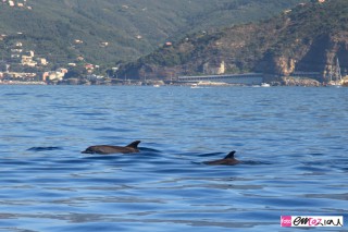 delfini-dolphin-italian-riviera-sestri-levante-italy-
