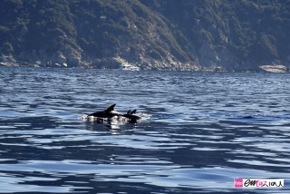 delfini-dolphin-italian-riviera-sestri-levante-italy