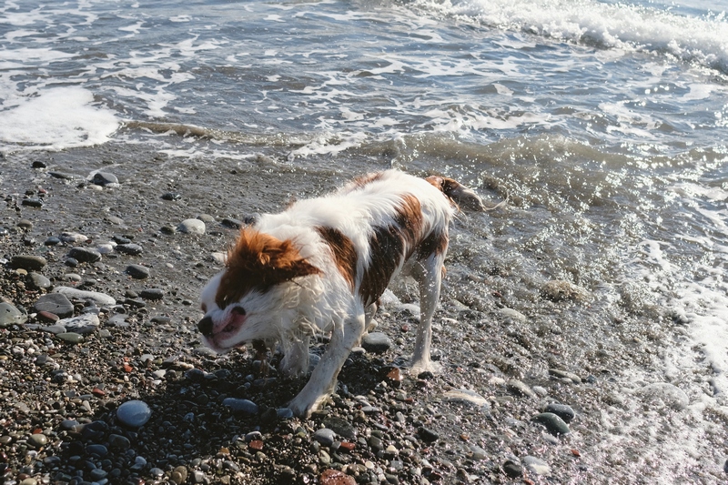 pet-photographer-fotografo-cani-chiavari-animali-compagnia (2)