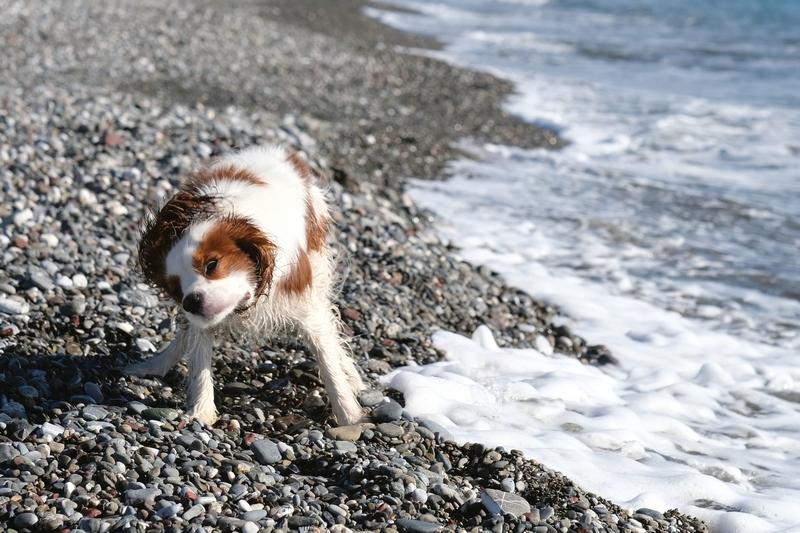 pet-photographer-fotografo-cani-chiavari-animali-compagnia (8)